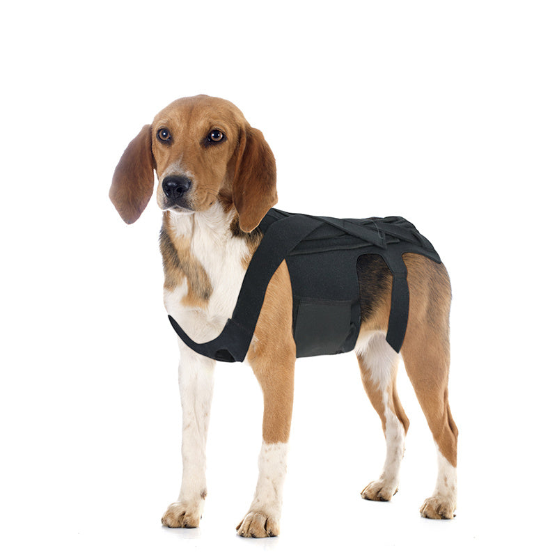 SpineSure IVDD Support Harness