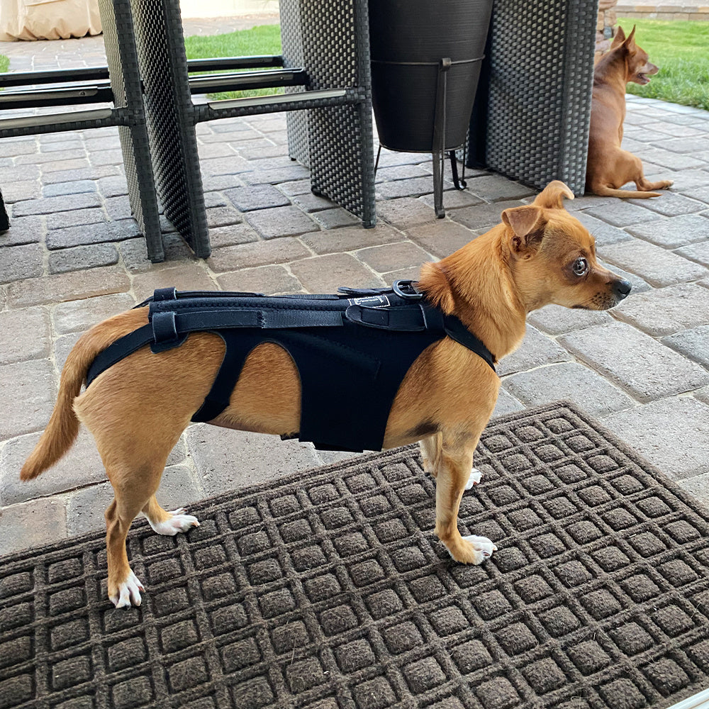 SpineSure IVDD Support Harness