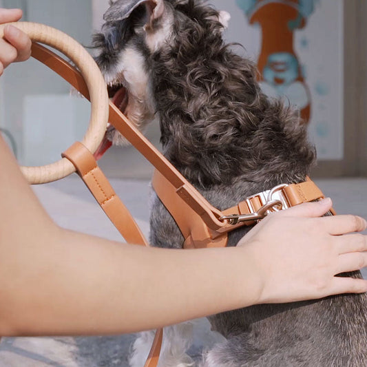 🐶 Luxe vs. Cheap: Why Quality Accessories Matter for Your Pet’s Health.