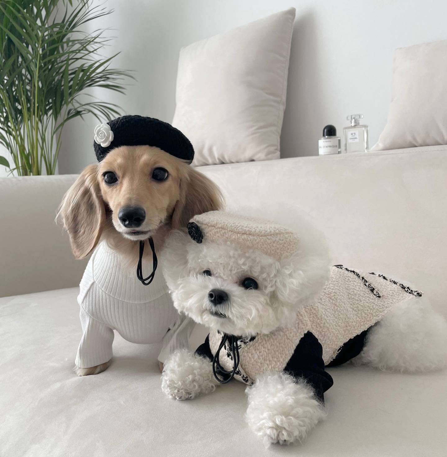 Pet Clothing & Accessories